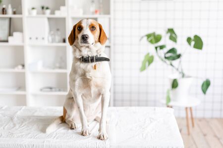 Dog waiting for a doctor in a veterinary clinic on the table. Blurred background of veterinary clinicの写真素材