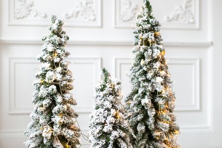 Three decorated firs stand in middle of living roomの写真素材