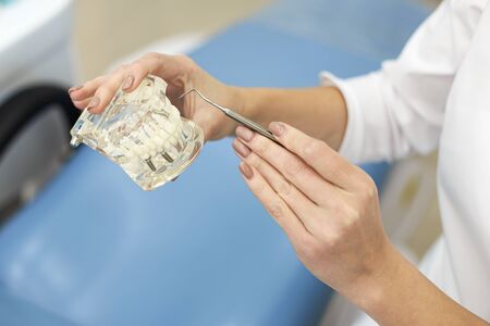 Closeup photo of female doctor with model of jaw in hands