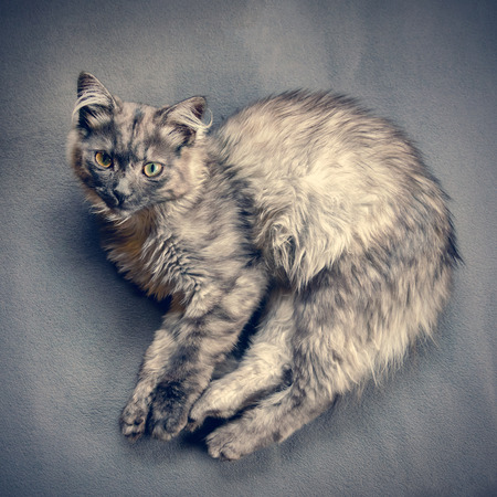 Cute cat curled up in a ballの写真素材