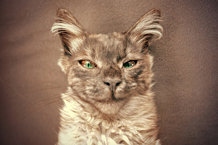 Portrait of a cunning cat with a smirkの写真素材