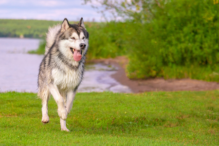 young husky runs towardsの写真素材