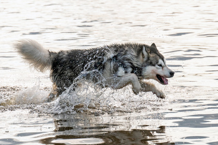 young husky running on water