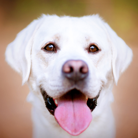 Cute golden retriever dog closeup outside. Portrait of labrador outdoorsの写真素材