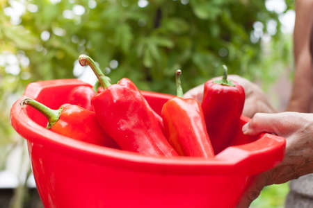 red peppers