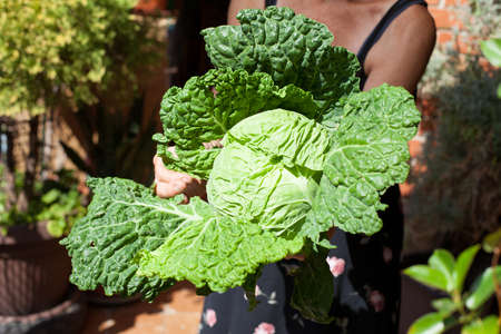 kale in hands