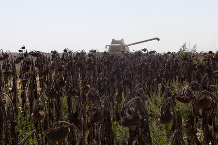 dried sunflower fieldの写真素材