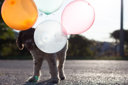 lagotto romagnolo dog with balloonsの写真素材