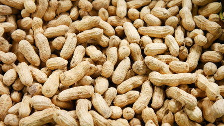 A large pile of unpeeled peanutsの写真素材