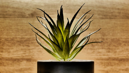 Close-up of a beautiful aloe growing in a pot