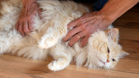 Close-up of two male hands massaging a large white catの写真素材