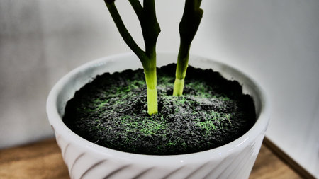 Close-up of soil in a pot from which a houseplant grows