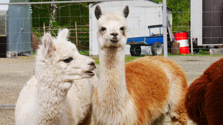 Two funny alpacas on the farmの写真素材