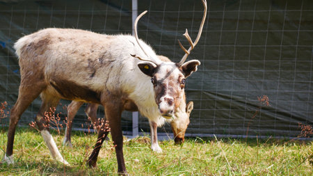 A beautiful deer grazing in a paddock on the grassの写真素材