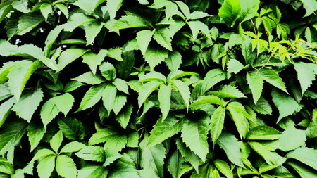 Beautiful green foliage background