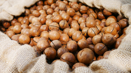 Lots of beautiful macadamia in shell in a canvas bagの写真素材