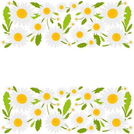 Daisy flowers banner background. Vector illustrationのイラスト素材