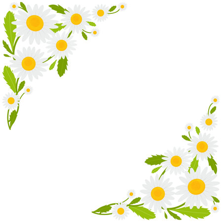 Daisy flowers background. Vector illustrationのイラスト素材