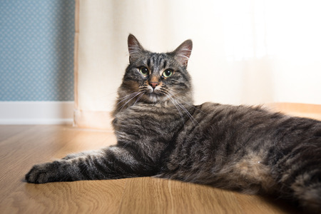 Confident furry cat close-up on parquet flooring next to a window curtain.