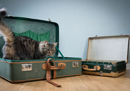 Beautiful cat exploring an old open suitcase on hardwood floor.の写真素材