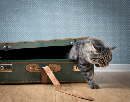 Cute cat coming out from an open vintage suitcase on the floor.の写真素材