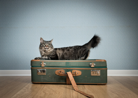 Beautiful furry cat with old vintage suitcases on the floor.の写真素材
