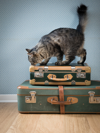 Beautiful furry cat with old vintage suitcases on the floor.の写真素材