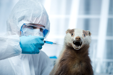 Researcher in protective suit injecting a liquid with a syringe on a badger.の写真素材