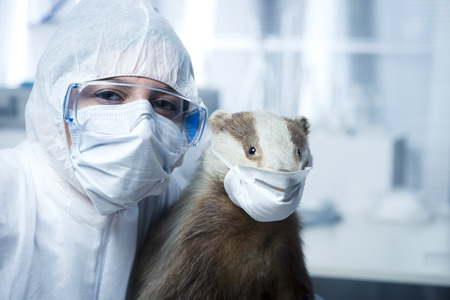 Researcher in protective suit and badger wearing facial surgical mask.