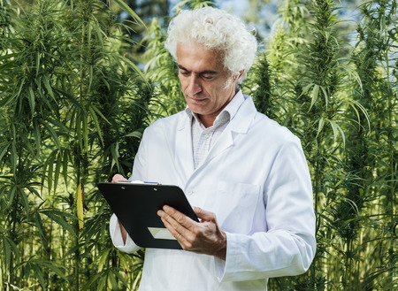 Scientist checking hemp plants in the field, he is writing down notes on a clipboard, herbal alternative medicine conceptの写真素材