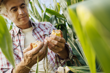 Farmer checking corn plants in the field, he is holding a cob, food production and agriculture conceptの写真素材