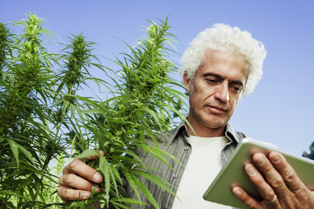 Confident farmer in a hemp field using a digital touch screen tabletの写真素材