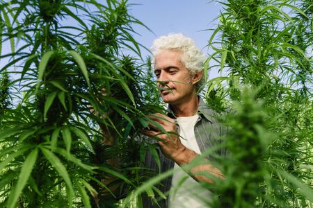 Smiling confident man in a hemp field, farming and alternative medicine conceptの写真素材