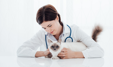 Smiling professional veterinarian holding a cat and posing, pet health care conceptの写真素材