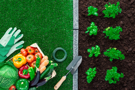 Fresh vegetables in a crate, gardening tools and plants growing in the garden, horticulture and...