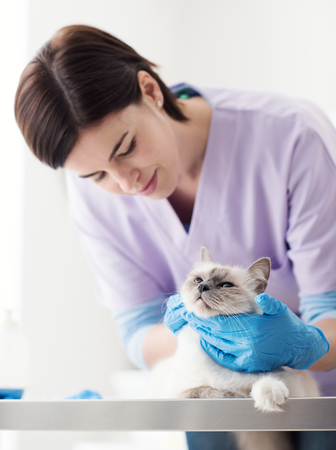 Professional veterinarian examining a cat on the surgical table, pet healthcare conceptの写真素材