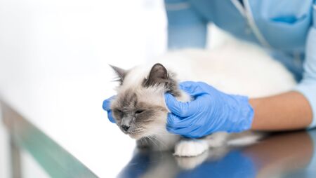 Professional female vet examining and cuddling a pet on the examination table, veterinary clinic conceptの写真素材