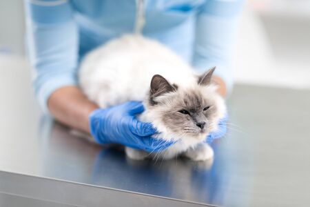Professional female vet examining and cuddling a pet on the examination table, veterinary clinic...