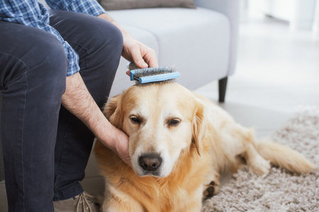 Man taking care of his dog at home, he is brushing his furの写真素材