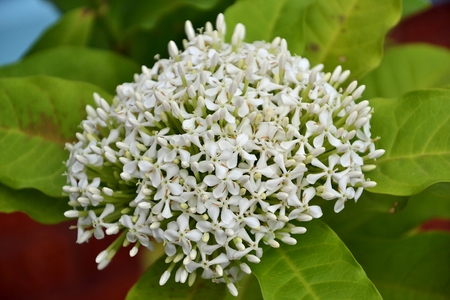 Siamese white ixora, Flowering is a dense bush, very passionateの写真素材