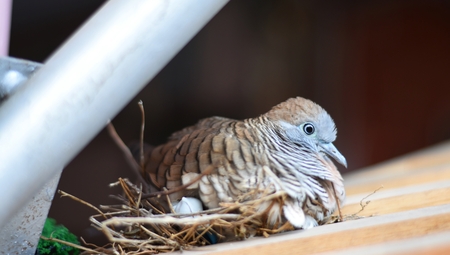 The dove is hatching its eggs under the roof of the houseの写真素材
