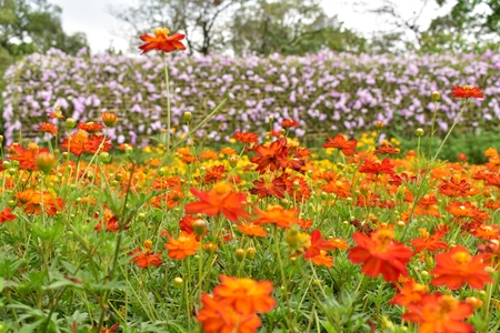 Cosmos, Flowers on a beautiful dayの写真素材