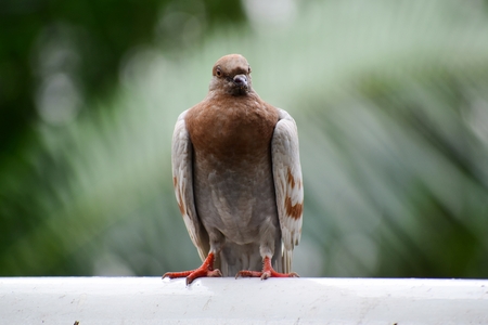 Colorful pigeon has a distinctive shape with the eyes fixed