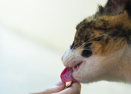 Cat eating food from woman hand.