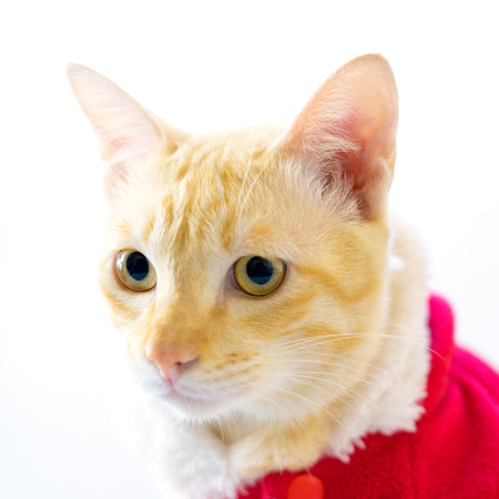 Kitten dressed in santa suit on white backgroundの写真素材