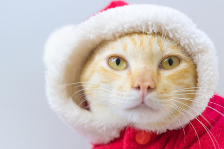 Santa cat in christmas themeの写真素材