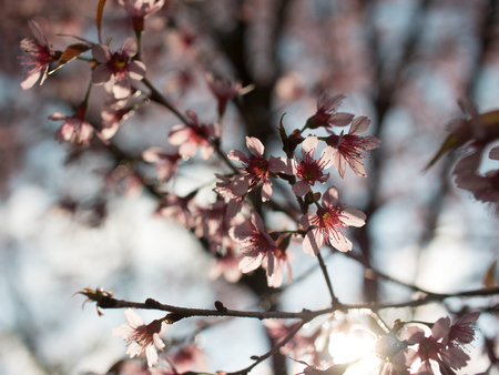 Cherry flower tree with sunlight.の写真素材