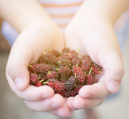 Mulberries fruit on kid hand.の写真素材