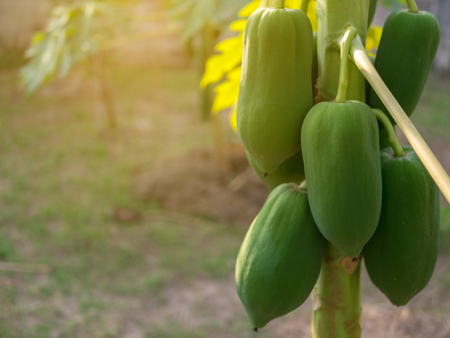 Papaya tree in the gardenの写真素材