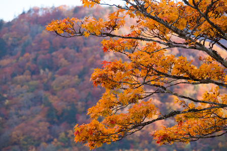Beautiful orange maple tree in autumn.
